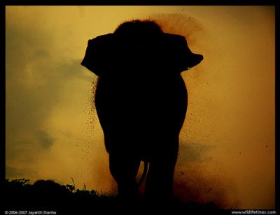 Immigration: The Elephant in the Presidential Debates