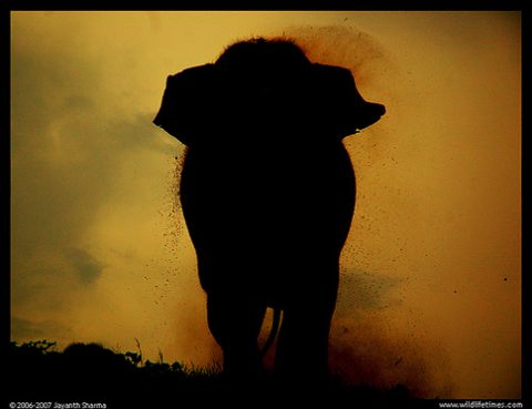 Immigration: The Elephant in the Presidential Debates