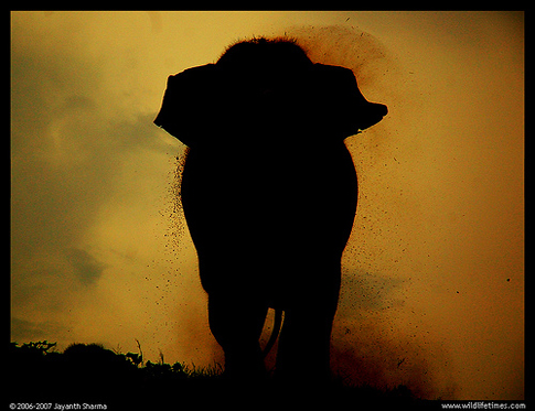 Immigration: The Elephant in the Presidential Debates