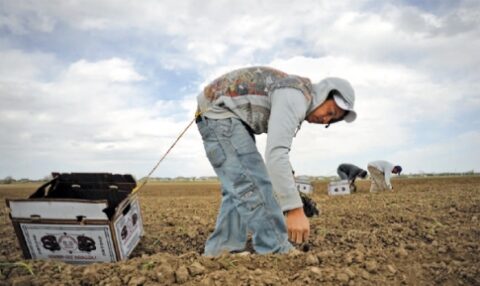 Crackdown on Bad Seed Employers a Step in the Right Direction