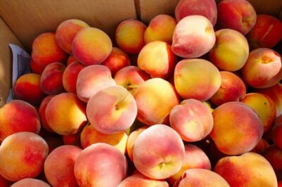 Restrictive Immigration Law Continues to Threaten Georgia’s Farming Industry
