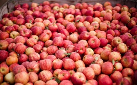 Washington Farmers Fear Economic Impact of National E-Verify Bill