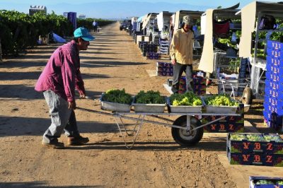 Lamar Smith Introduces New Agricultural Twist to His Anti-Immigrant Agenda