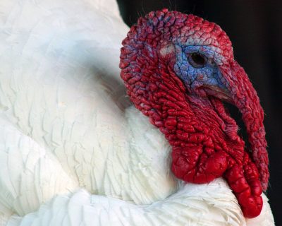 Talking Turkey on Immigration 2012