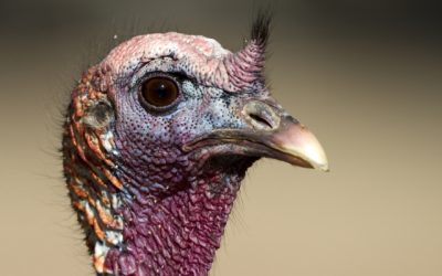 Talking Turkey on Immigration 2013
