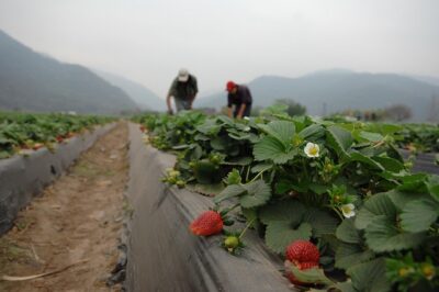 Farm Bureau Warns Enforcement-Only Immigration Reform Would Harm America’s Food Supply