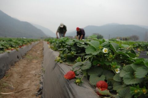Farm Bureau Warns Enforcement-Only Immigration Reform Would Harm America’s Food Supply