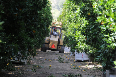 Labor Shortages Increase U.S. Reliance on Imported Foods, Harming Local Economies