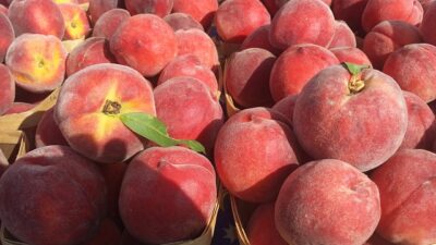 Without Immigrants, Peaches Left to Rot in the Fields