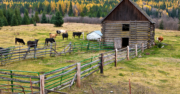 The Contributions of New Americans in Idaho