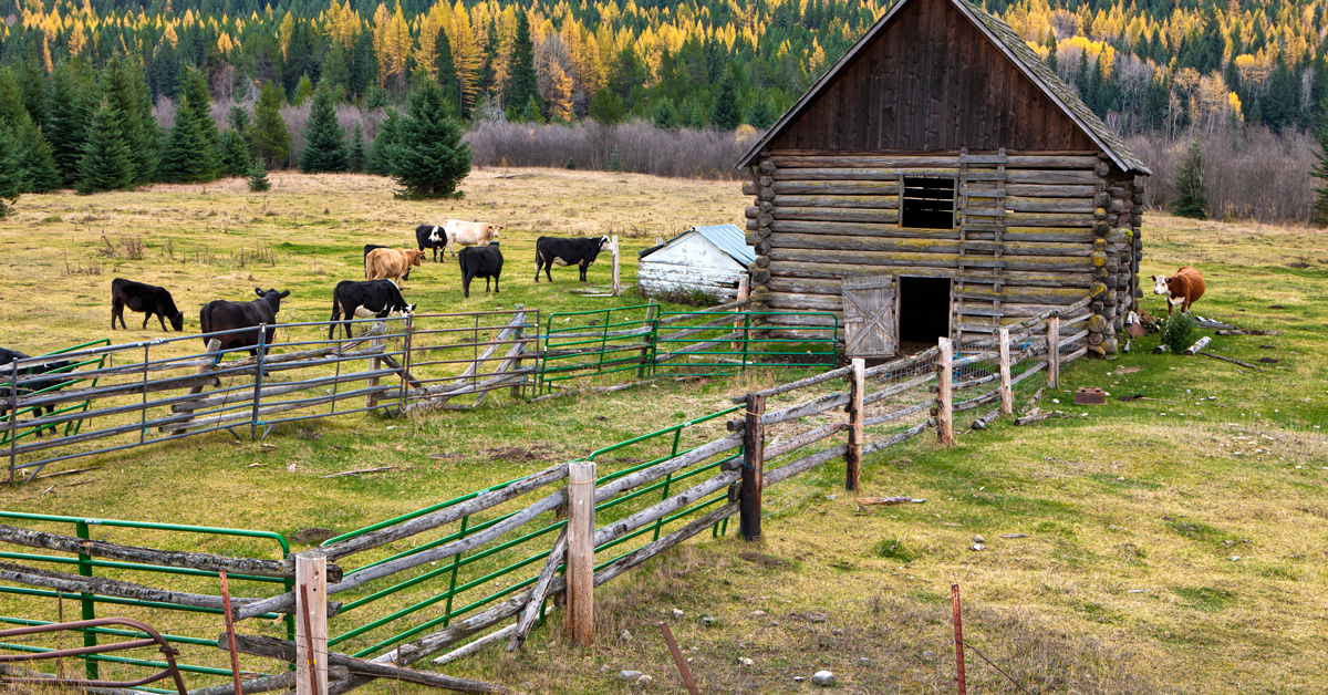 The Contributions of New Americans in Idaho