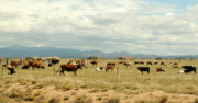 The Contributions of New Americans in New Mexico