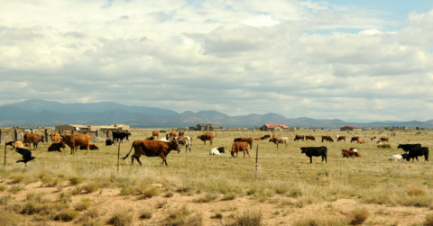 The Contributions of New Americans in New Mexico