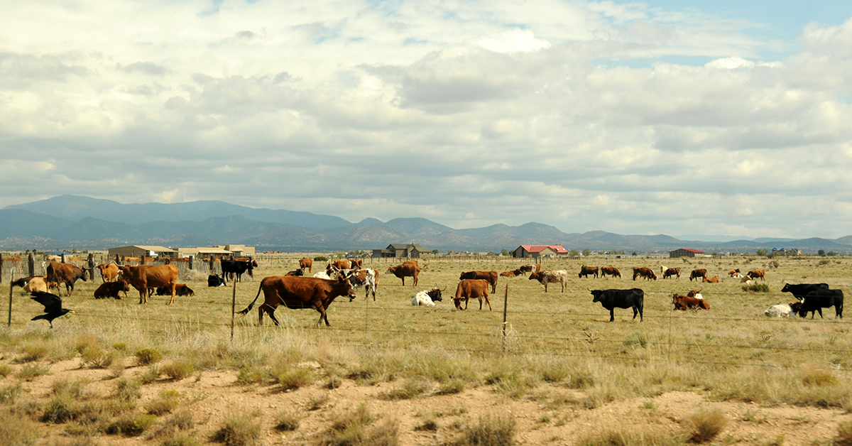 The Contributions of New Americans in New Mexico