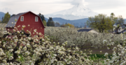 The Contributions of New Americans in Oregon