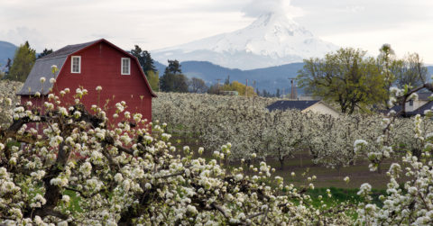 The Contributions of New Americans in Oregon