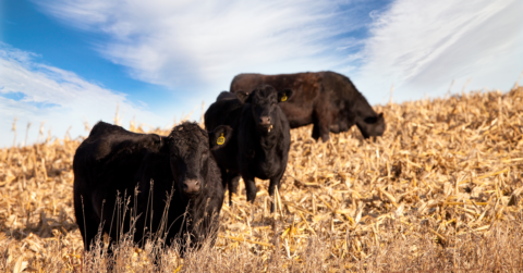 The Contributions of New Americans in South Dakota