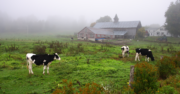 The Contributions of New Americans in Vermont