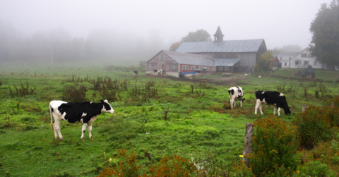 The Contributions of New Americans in Vermont