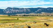 The Contributions of New Americans in Wyoming