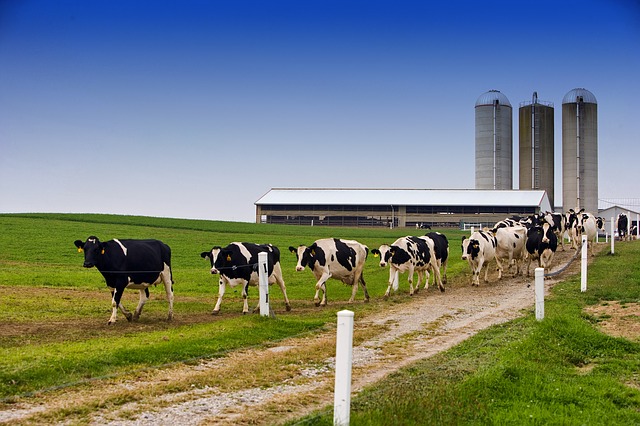 Idaho Veterinarian Sees Troubling Labor Challenges in Clients’ Businesses