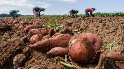 Farmers Struggle to Find Labor, Threatening Americans’ Food Supply and Prices
