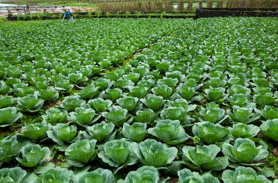 Haitian-American Nurse Advocates for Protection of All Farmworkers