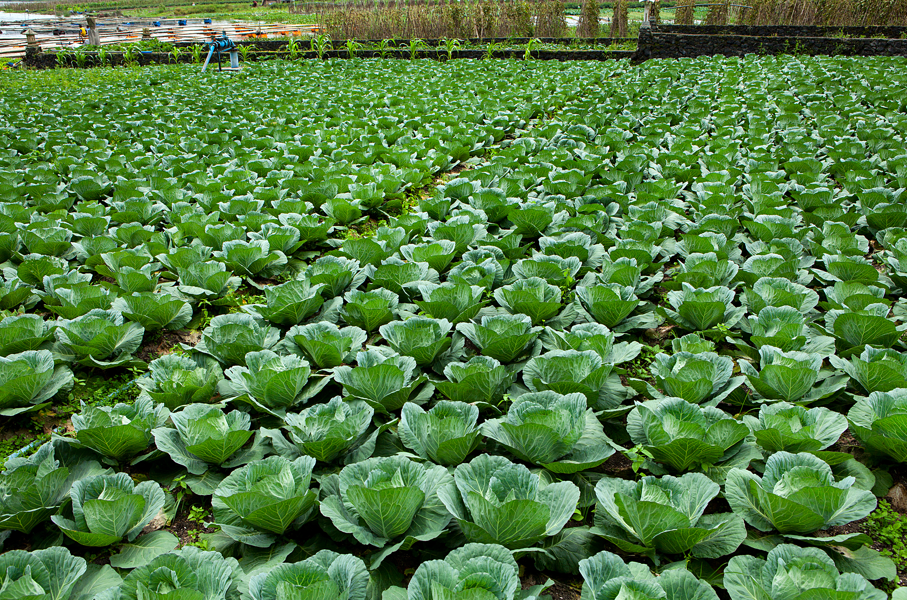 Haitian-American Nurse Advocates for Protection of All Farmworkers