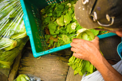 Sick From Eating That Salad? Blame Trump’s Immigration Policies