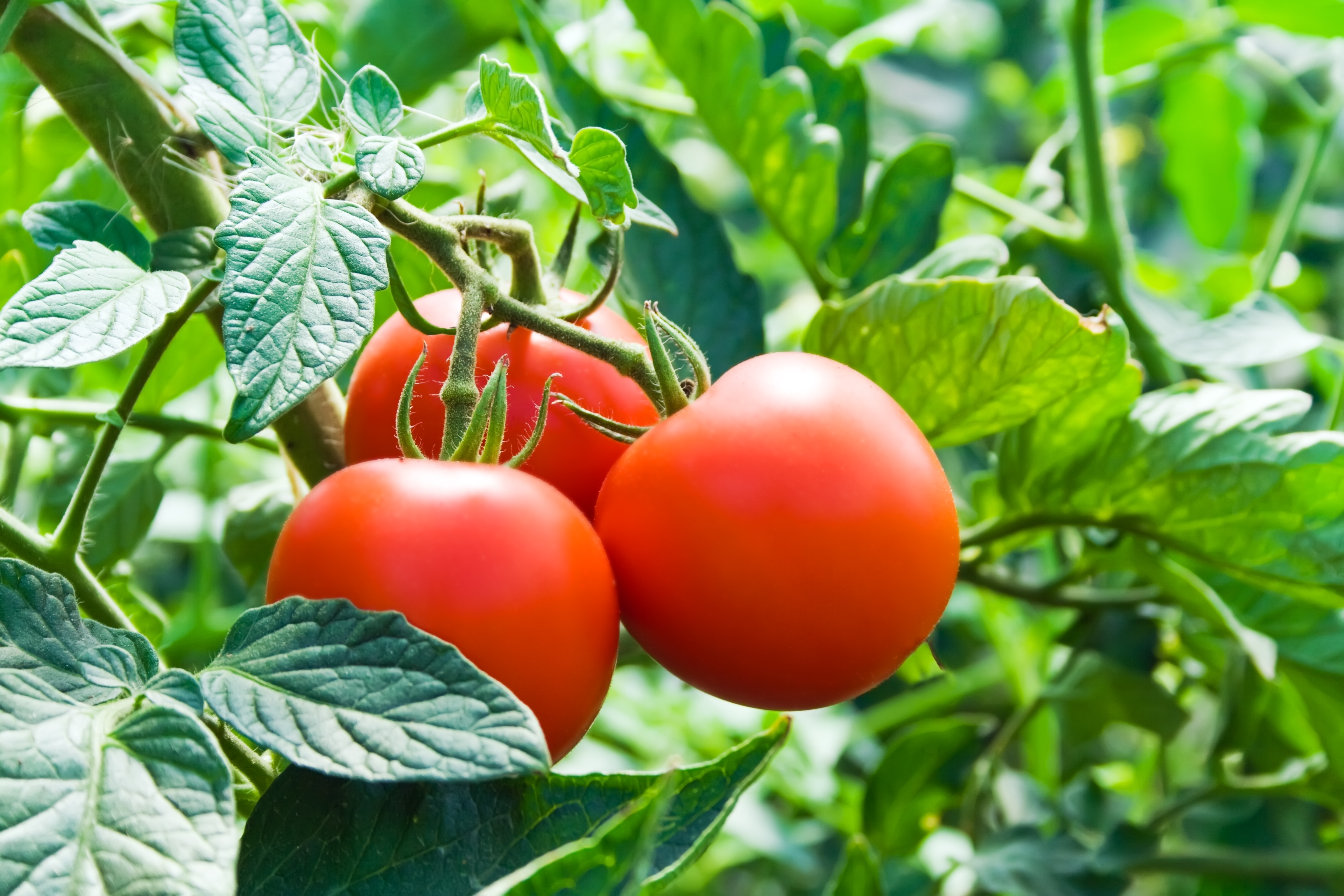 Farmer: Without Migrant Labor, Michigan Crops Would Go to Waste