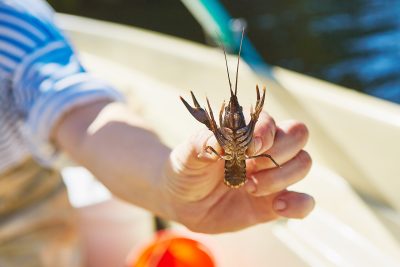 Louisiana Crawfish Industry Needs Foreign-Born Workers, Says Local Mayor