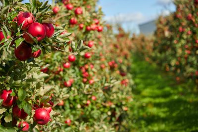 American Apple Pickers? Not Anymore, Says Sixth-Generation Grower