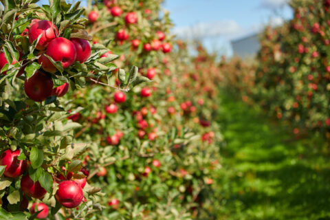 American Apple Pickers? Not Anymore, Says Sixth-Generation Grower