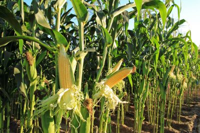 After Seven Generations, NC Farm Crippled by Migrant Labor Shortage