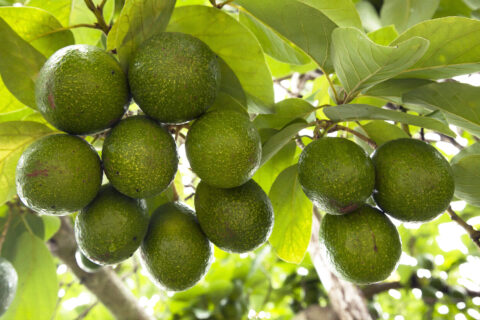 America’s ‘Avocado Mayor’ Says Immigration Reform Long Overdue