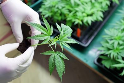 Immigrants Denied Citizenship for Working in the Legal Marijuana Industry