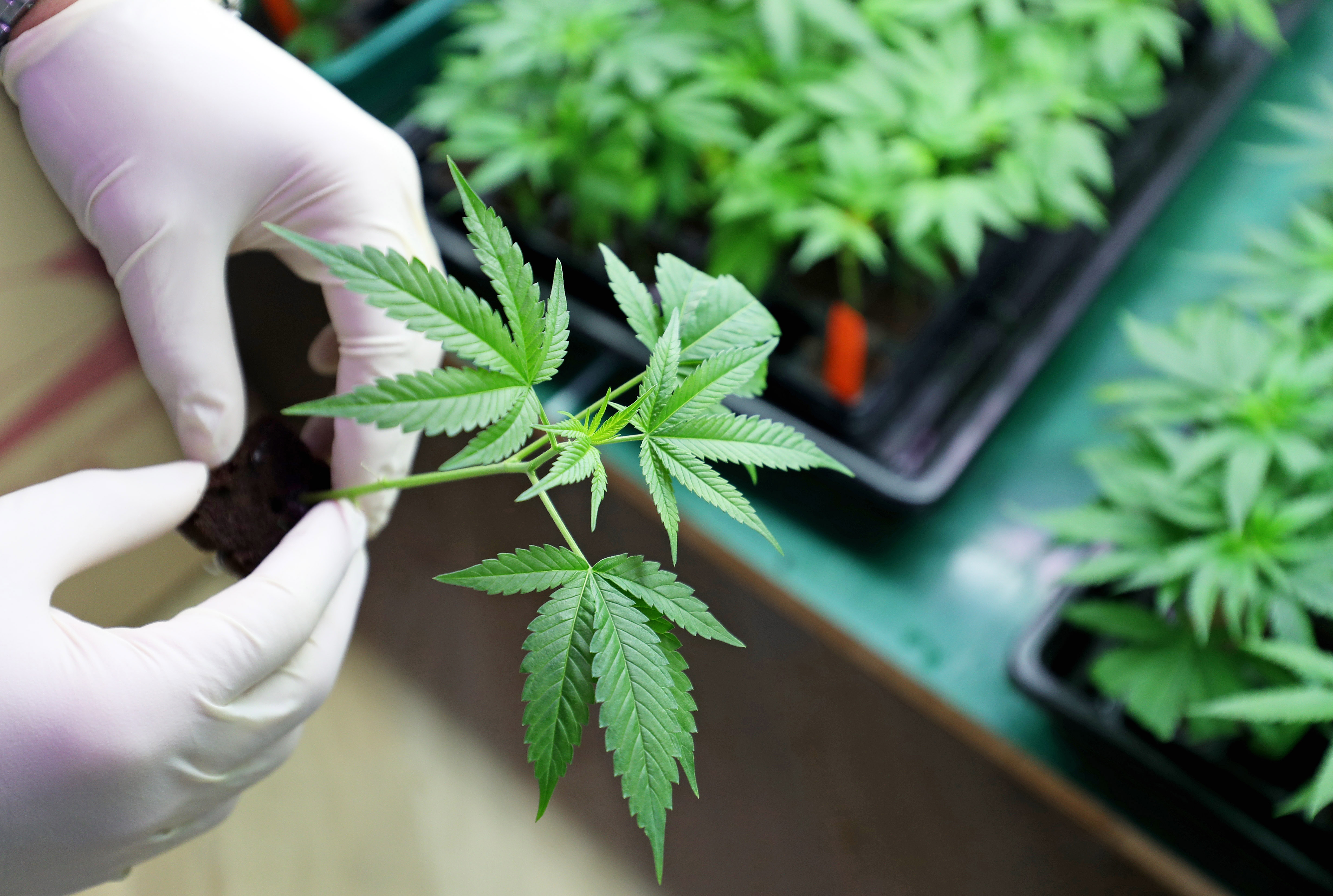 Immigrants Denied Citizenship for Working in the Legal Marijuana Industry