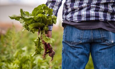 Shortage of Farmworkers Threatens Americans’ Food Supply During the Coronavirus
