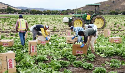 Farmworkers Need Better Support to Survive COVID-19