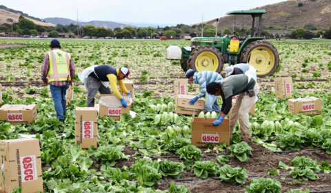 Farmworkers Need Better Support to Survive COVID-19