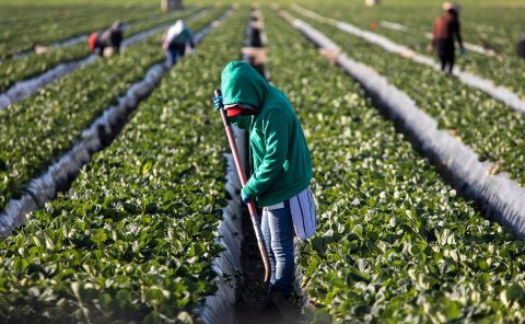 Corrupt US Employers and Smugglers Are Exploiting Migrant Teens for Profit