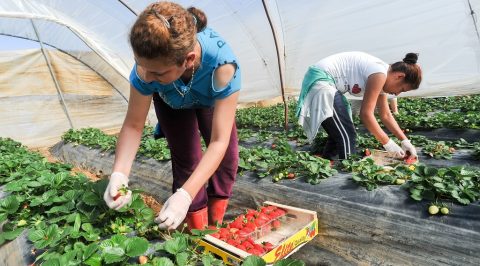 Hiring Foreign Seasonal Workers Doesn’t Hurt American Workers, New Study Finds