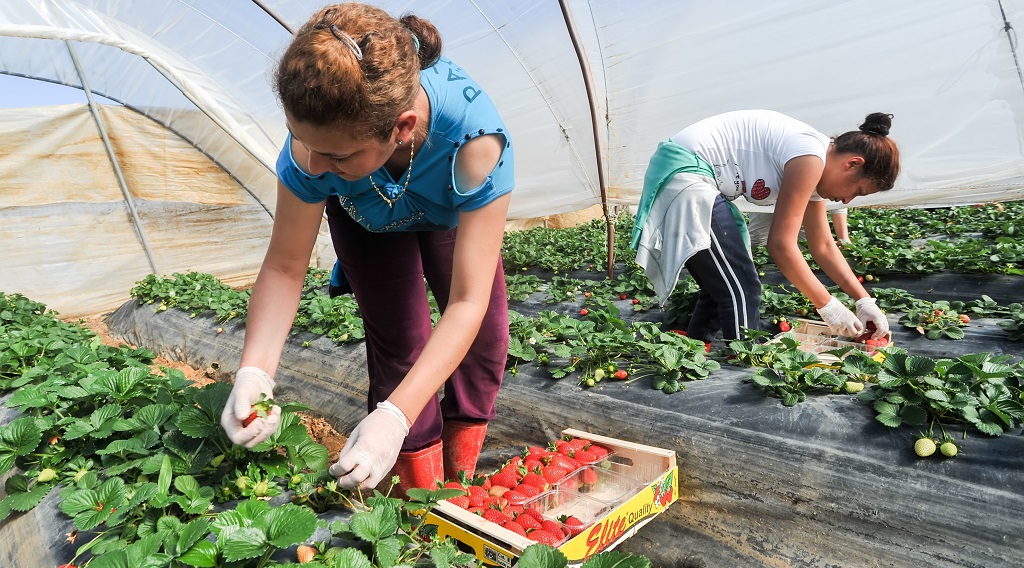 Hiring Foreign Seasonal Workers Doesn’t Hurt American Workers, New Study Finds