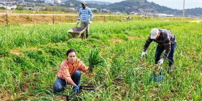 From Farm to Your Thanksgiving Table: America’s Food Supply Relies on Immigrant Crop Workers