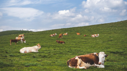 Tending to America’s Food Supply