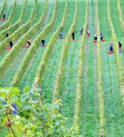 America's Agricultural Workers and Immigration: A Changing Landscape