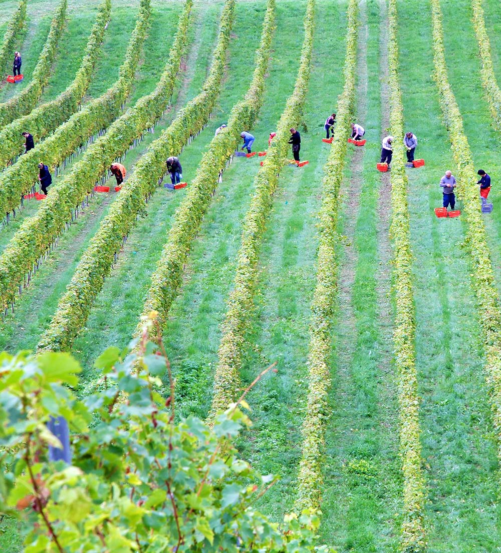 America’s Agricultural Workers and Immigration: A Changing Landscape